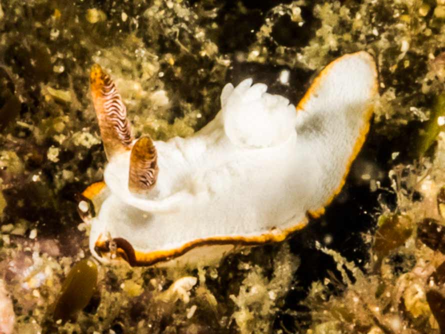 Pelagella longicornis